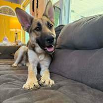 Thumbnail photo of Woody #1