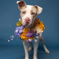 Thumbnail photo of Rainbow Sprinkles #2