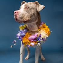 Thumbnail photo of Rainbow Sprinkles #3