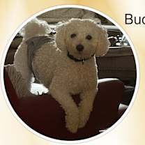 Thumbnail photo of Buddy - VA #2