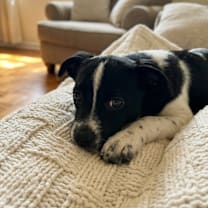 Thumbnail photo of Axel #1