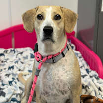 Thumbnail photo of Calibri #4