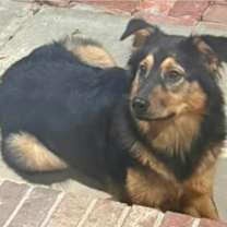 Thumbnail photo of Shyloh #3