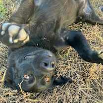 Thumbnail photo of Blossom  #1