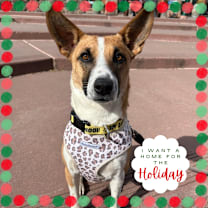 Thumbnail photo of Donna - in foster! #1