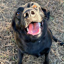 Thumbnail photo of Blossom  #4