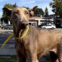 Thumbnail photo of Canela #3