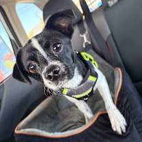 Thumbnail photo of Axel #4