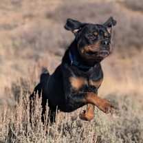 Thumbnail photo of Huncho #2