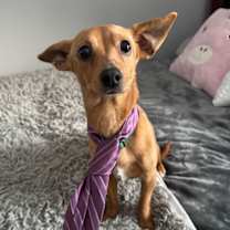 Thumbnail photo of Teddy #1