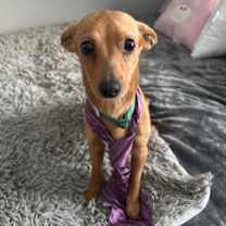 Thumbnail photo of Teddy #2