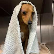 Thumbnail photo of Teddy #3