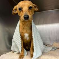 Thumbnail photo of Teddy #4