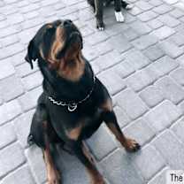 Thumbnail photo of Huncho #3