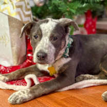 Thumbnail photo of Tabby #3