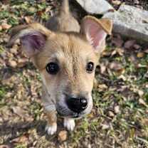 Thumbnail photo of Daisy #1