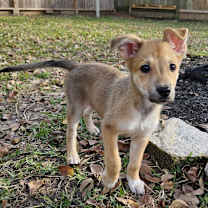 Thumbnail photo of Daisy #2