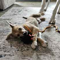 Thumbnail photo of Daisy #3