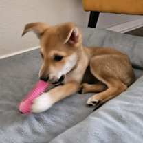 Thumbnail photo of Daisy #4