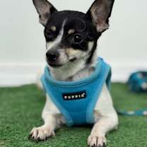 Thumbnail photo of Beto #2