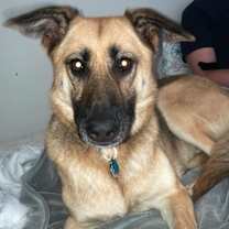 Thumbnail photo of Novacaine (Courtesy Post) #2