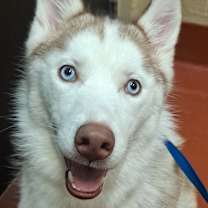 Thumbnail photo of Alaska #1