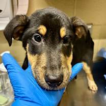 Thumbnail photo of Frank #2