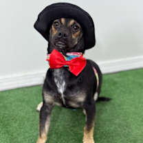 Thumbnail photo of Boo #3