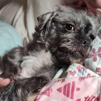 Thumbnail photo of sadie #2