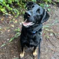 Thumbnail photo of Redwood #2