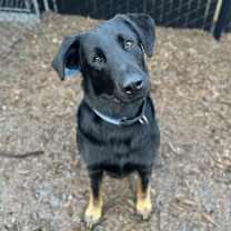 Thumbnail photo of Redwood #3