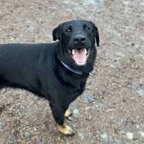 Thumbnail photo of Redwood #4