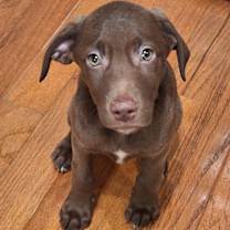 Thumbnail photo of Hershey #1