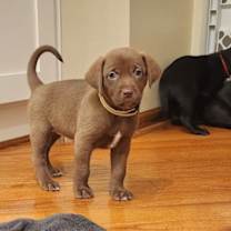 Thumbnail photo of Hershey #2