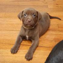 Thumbnail photo of Hershey #3