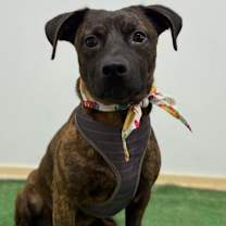 Thumbnail photo of Buddy #1