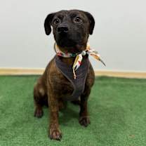 Thumbnail photo of Buddy #2