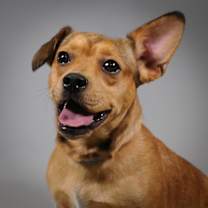 Thumbnail photo of Rodeo #1