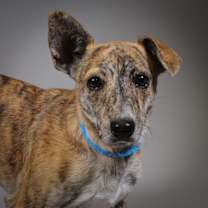 Thumbnail photo of Dulce #1