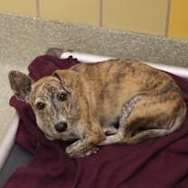 Thumbnail photo of Dulce #2