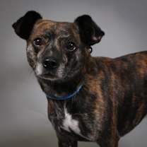 Thumbnail photo of Caspar #1