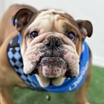 Thumbnail photo of Burrito #1