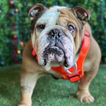 Thumbnail photo of Burrito #4