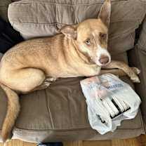 Thumbnail photo of Aries #2