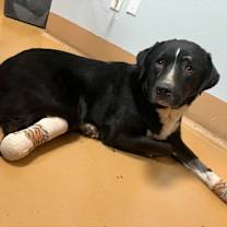 Thumbnail photo of Miss Polly #3