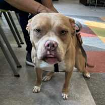 Thumbnail photo of Guero #3