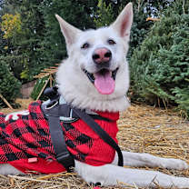 Thumbnail photo of Simi #3