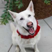 Thumbnail photo of Simi #4