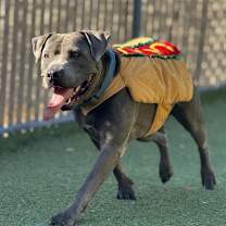 Thumbnail photo of Pike #2