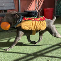 Thumbnail photo of Pike #3